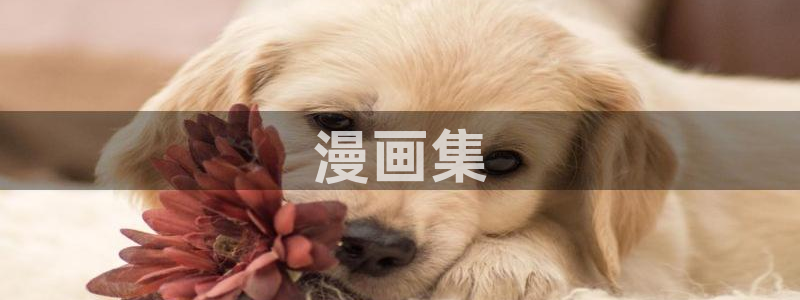 百合韩漫网站：漫画集